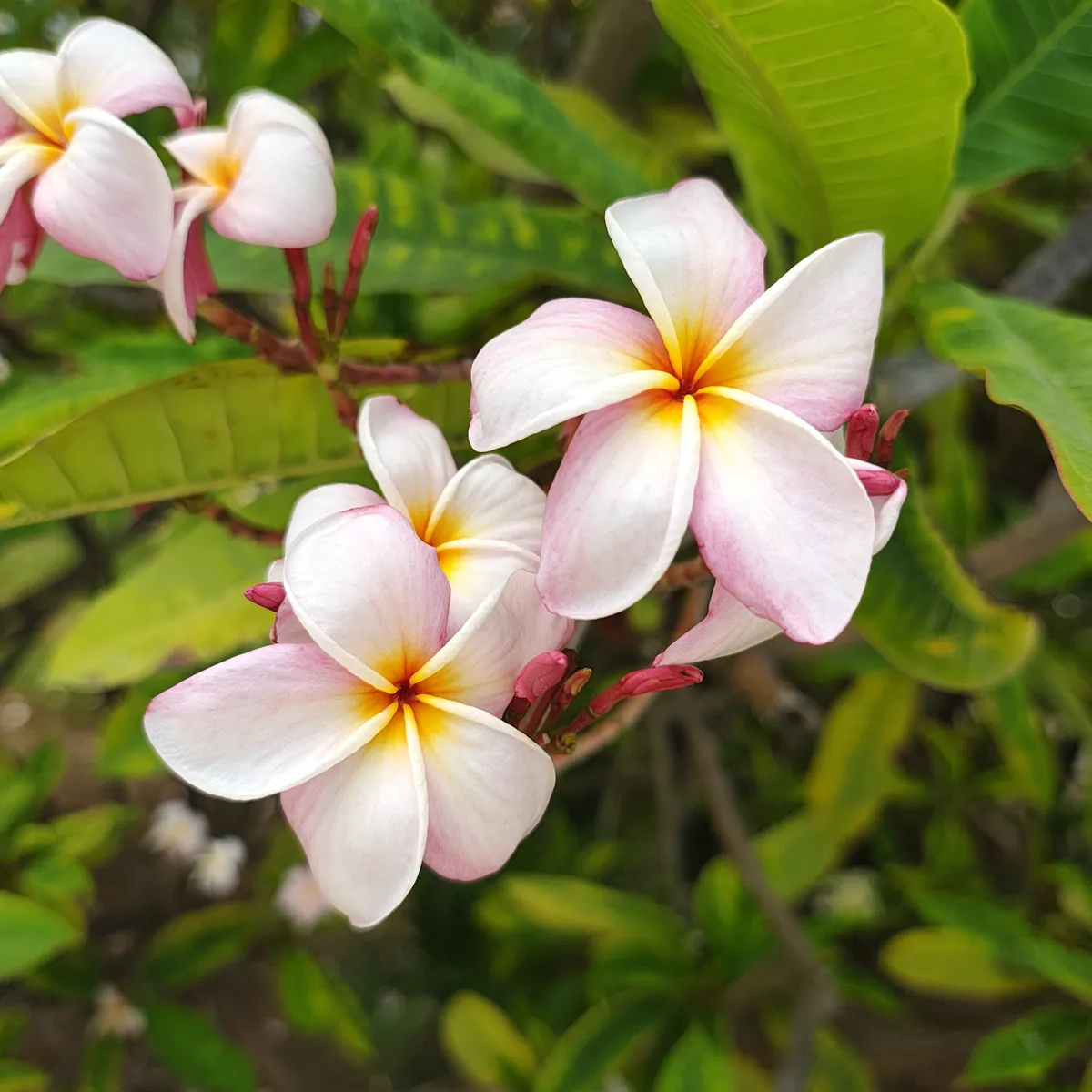 Motorola Edge 50 Pro 512GB